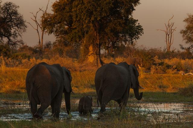 132 Okavango Delta, olifanten.jpg